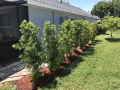 Privacy-Landscaping-0459
